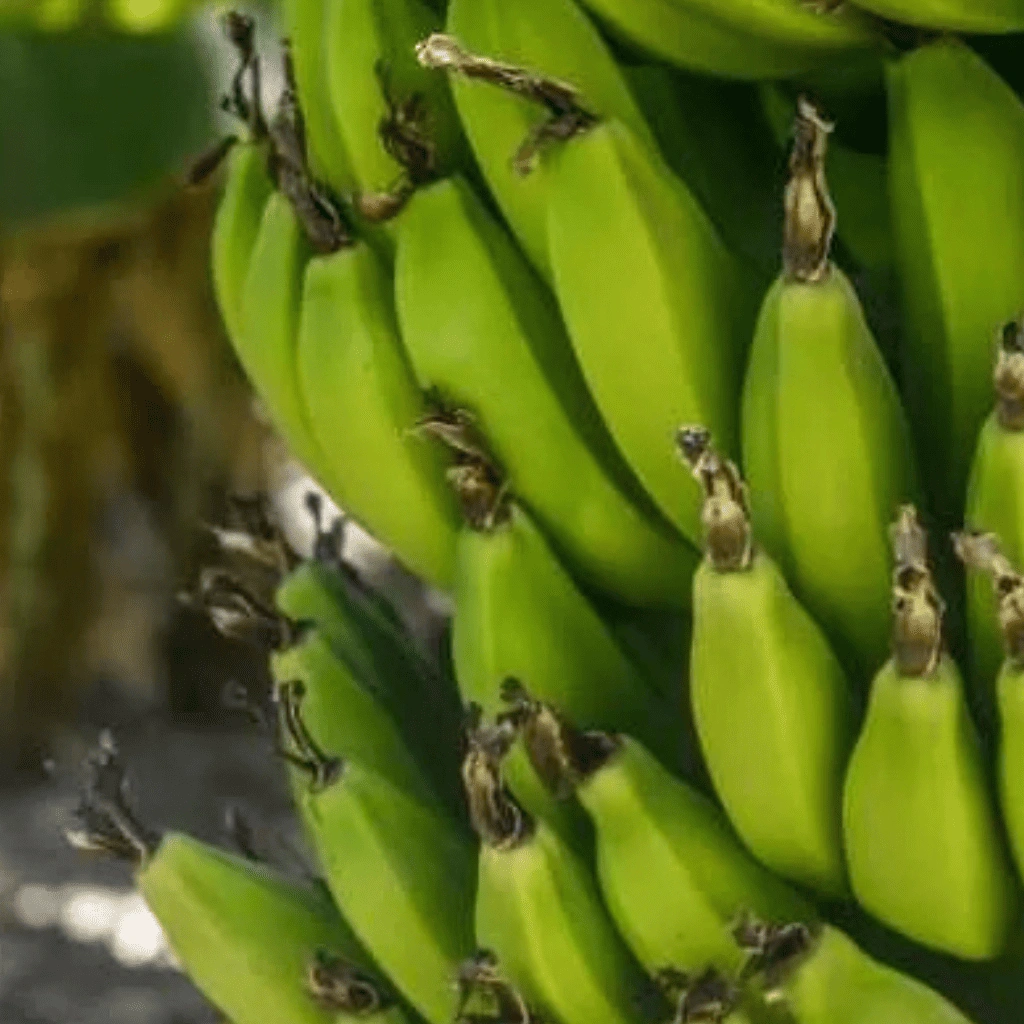 NRCB banana research and development portal
